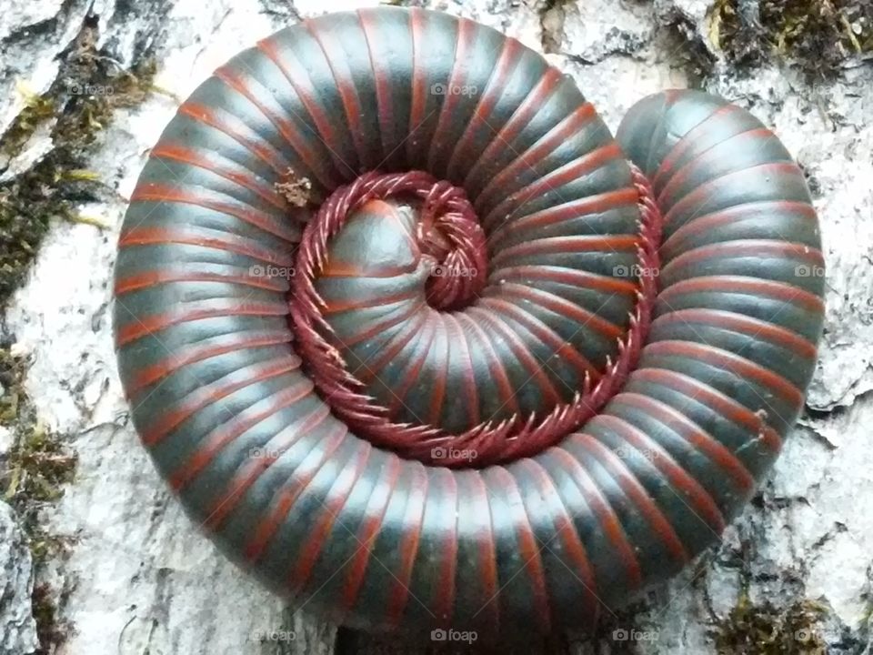 millipede