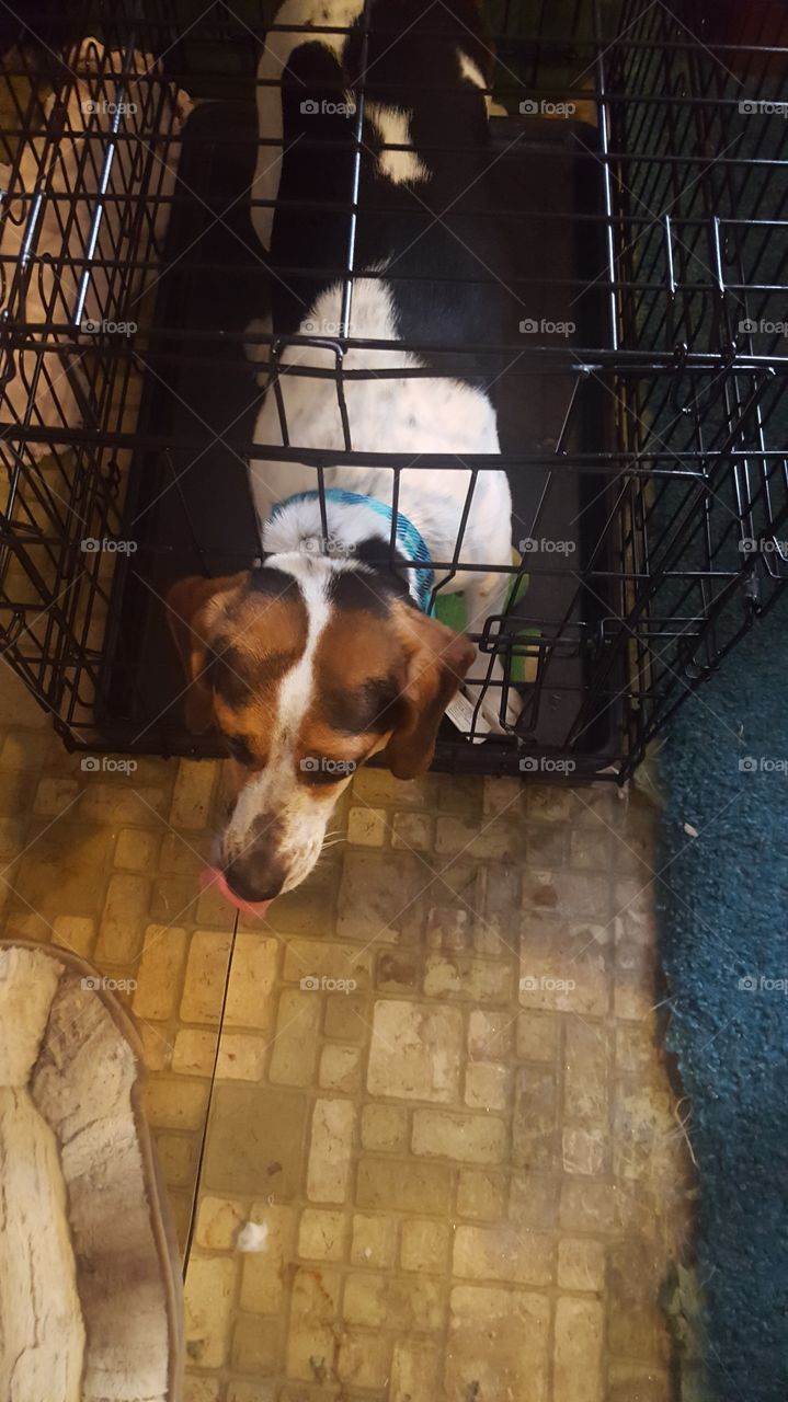beagle goes for jail break