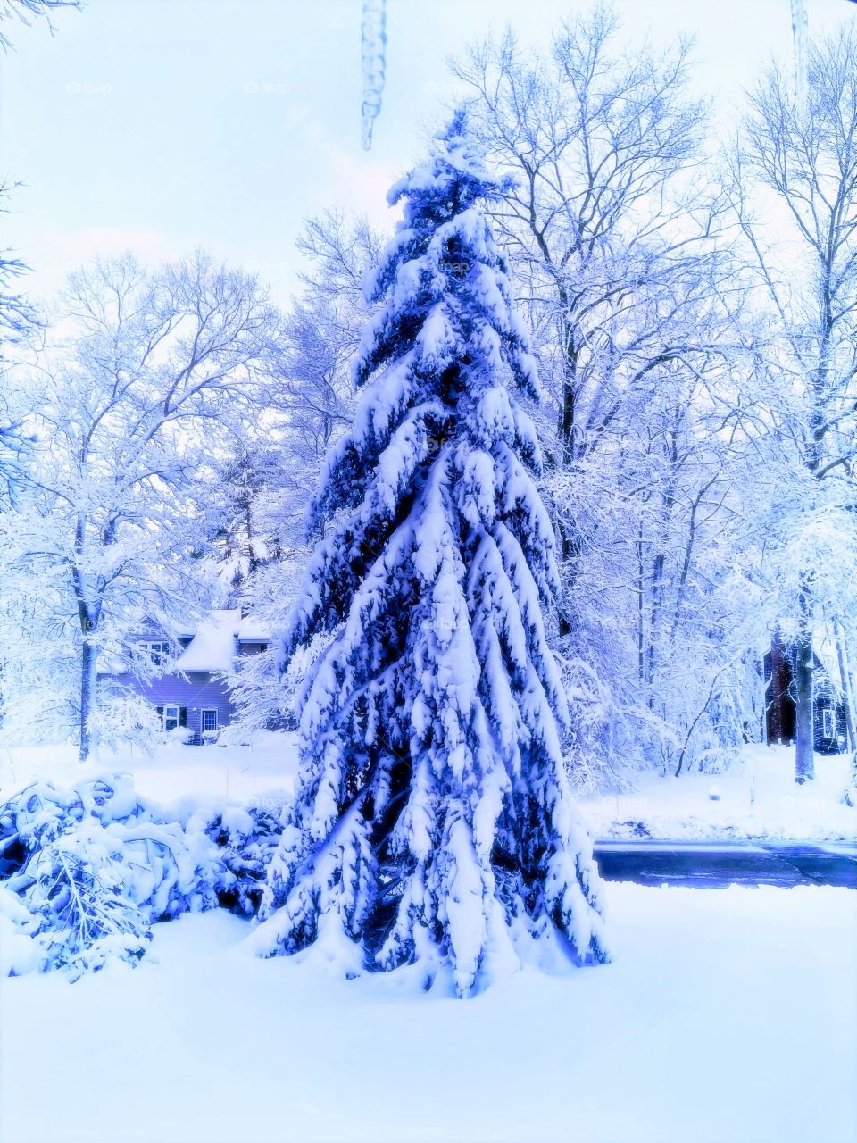 Snowcovered trees and branches adorn the front lawns in a residential neighborhood, in the wake of a Noreaster that hit Massachusetts hard in early Spring 2018. (March 2018)