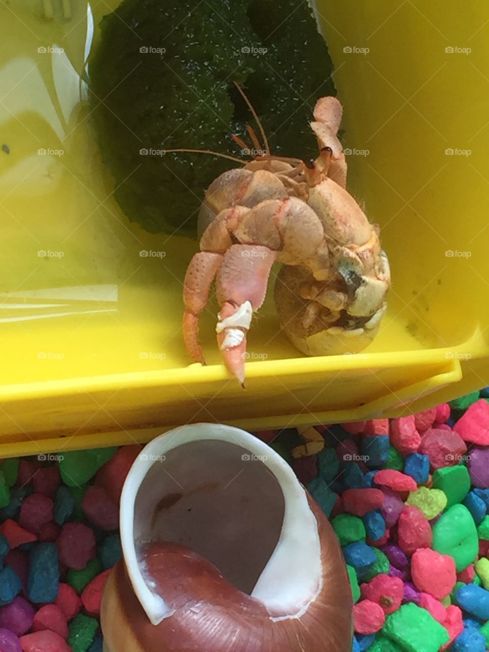 The streaking hermit crab! 