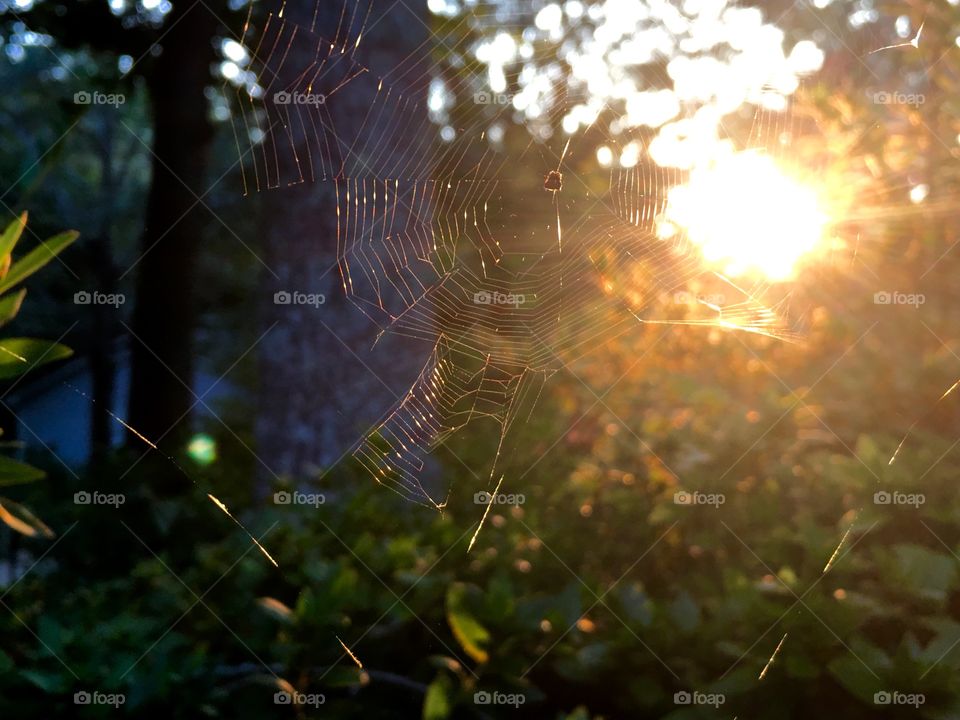 Sunset through a spider web.