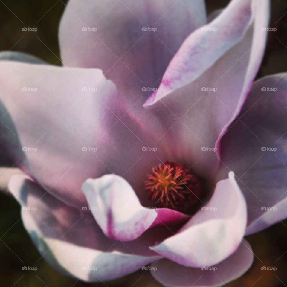 Magnolia close-up