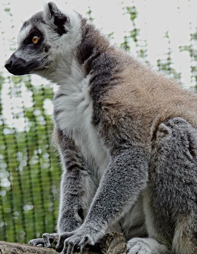 The Lemur