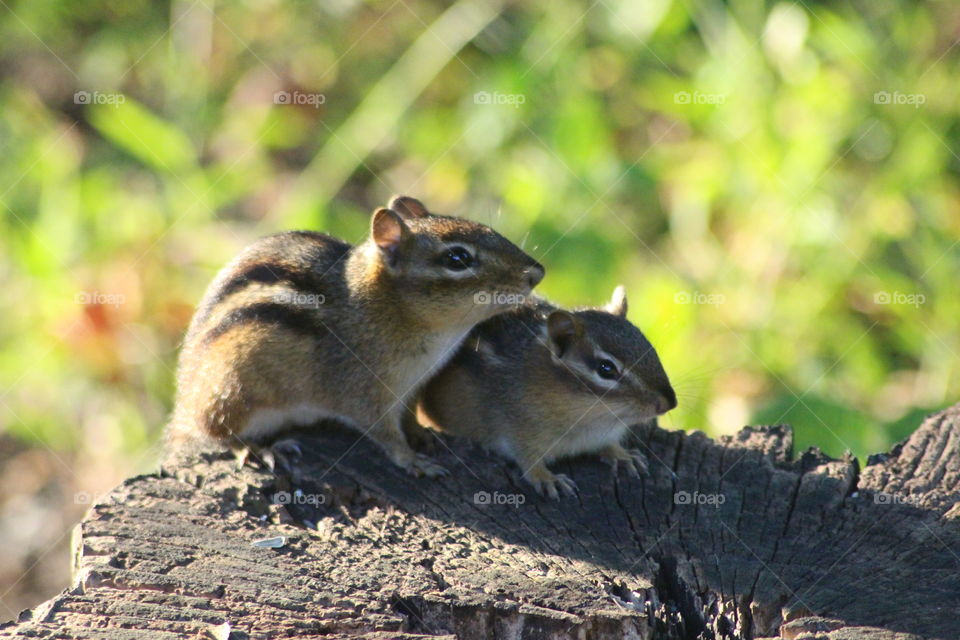 Mom chipmunk with one of her babys sitting on a tree stump.
