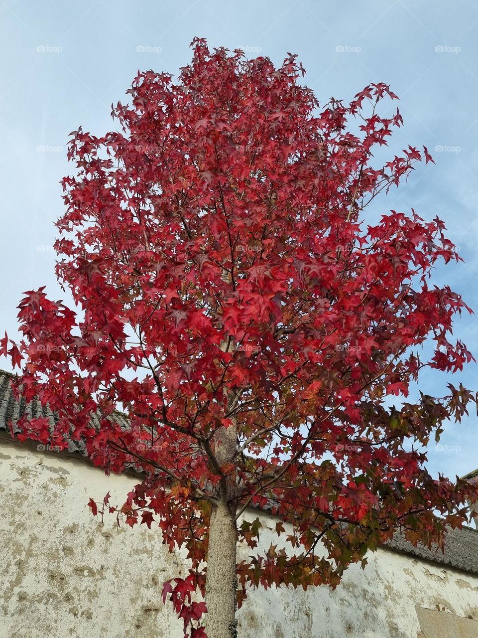 Autumn red tree