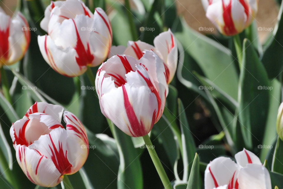 tulips white&rose