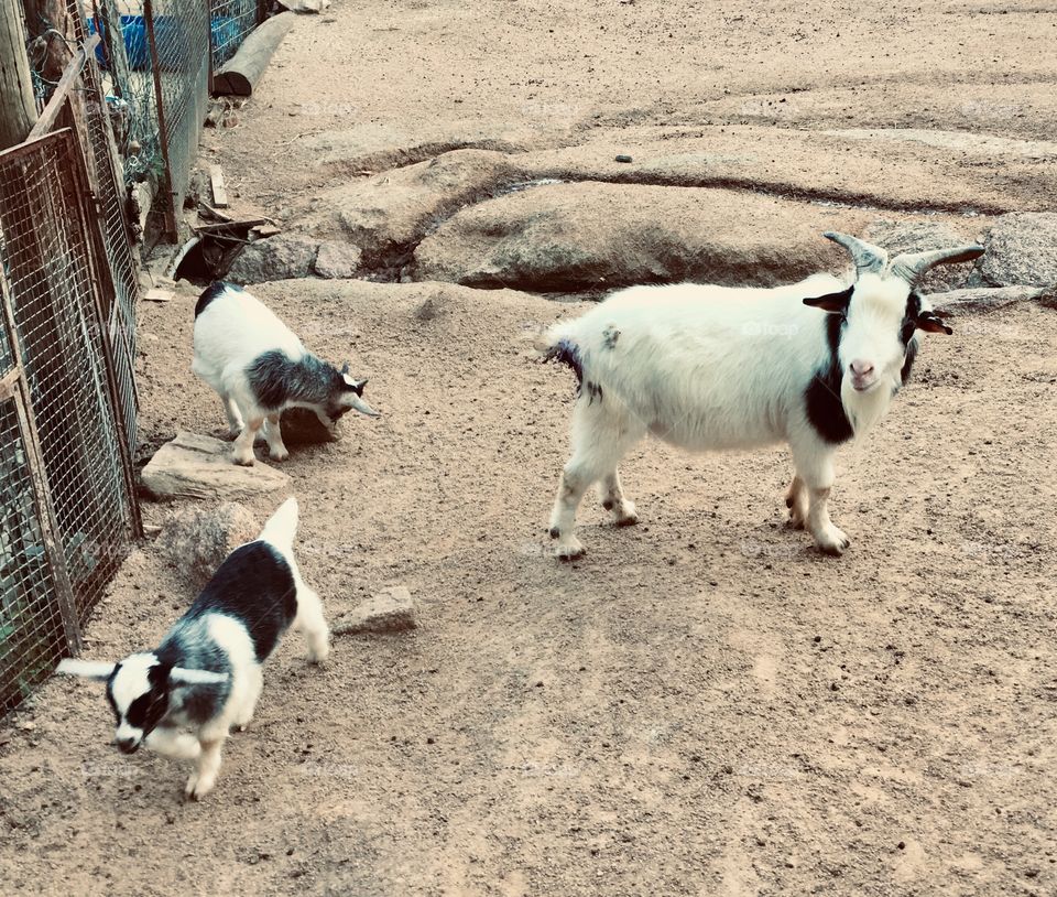 Cabras (ou bodes?) e seus cabritinhos curtindo a Natureza. Viva a Mãe Terra e sua fauna!