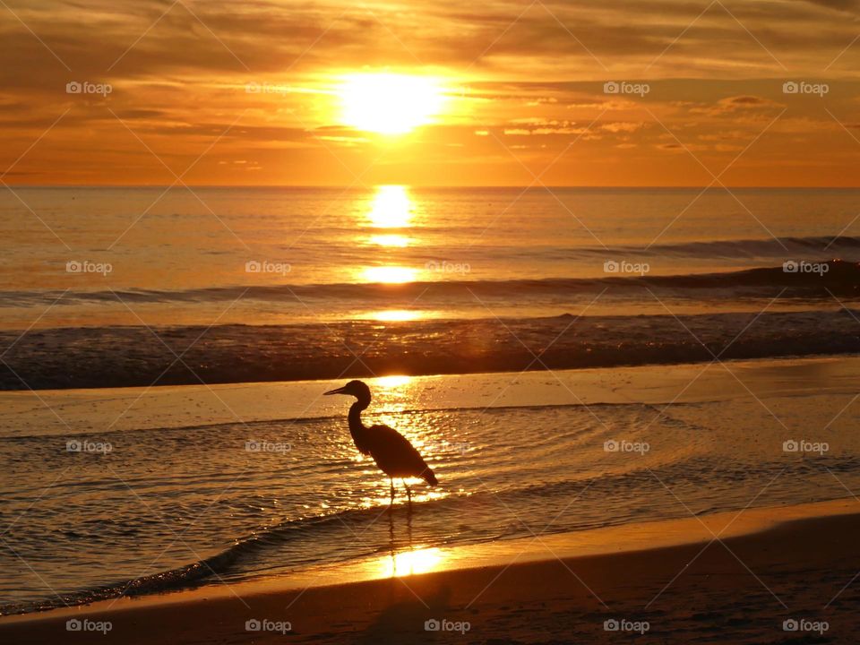 A Great Blue Heron silhouette can be seen walking in the Gulf of Mexico during a magnificent, descending sunset