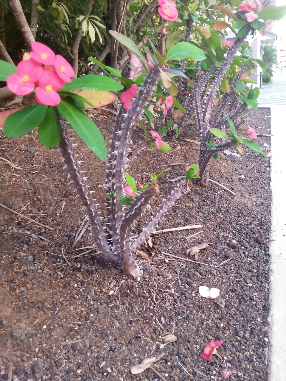 Flower, Nature, Leaf, Garden, Flora