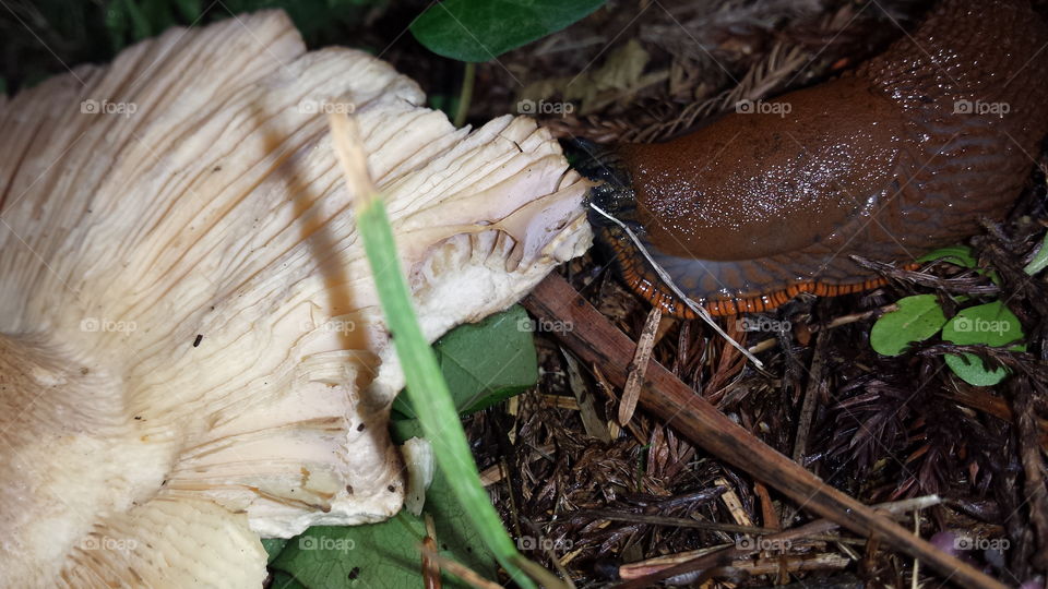 Nature, Wood, Mushroom, No Person, Fungus