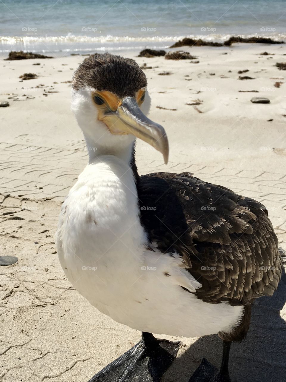 Bird on sand beach