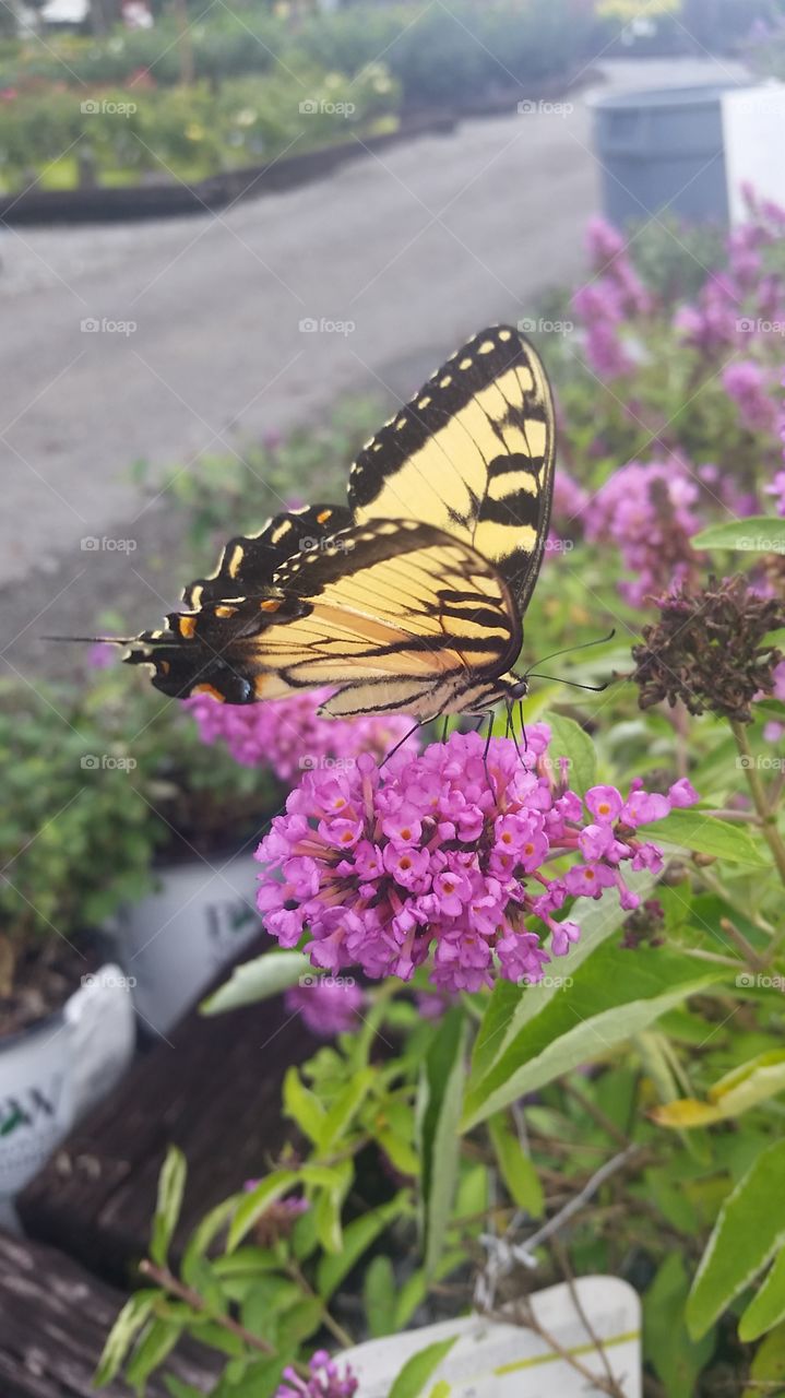Butterfly drinking nectar with its proboscis on a flower.