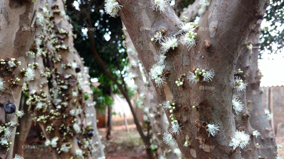 Flores e frutos nos caules. Jaboticabal...