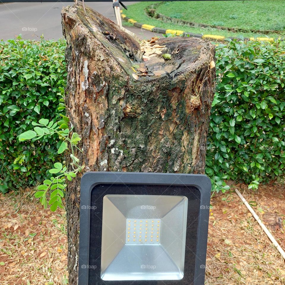 garden spotlights to illuminate trees