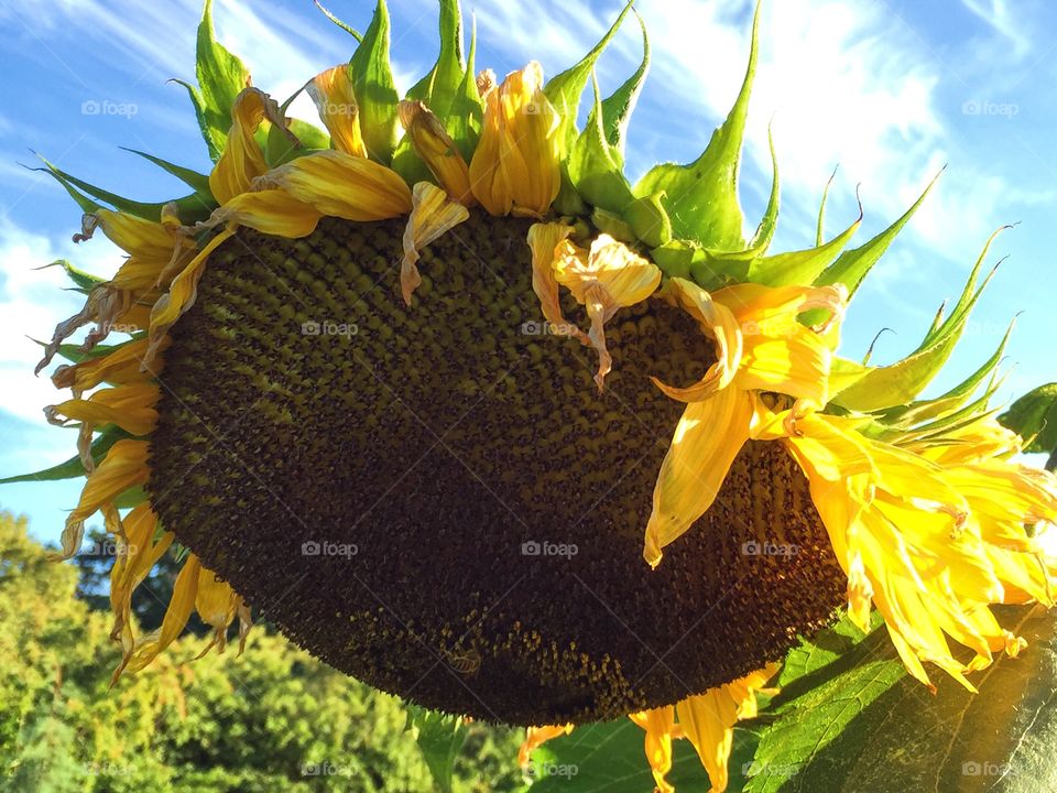 Fading sunflower and the blue sky behind