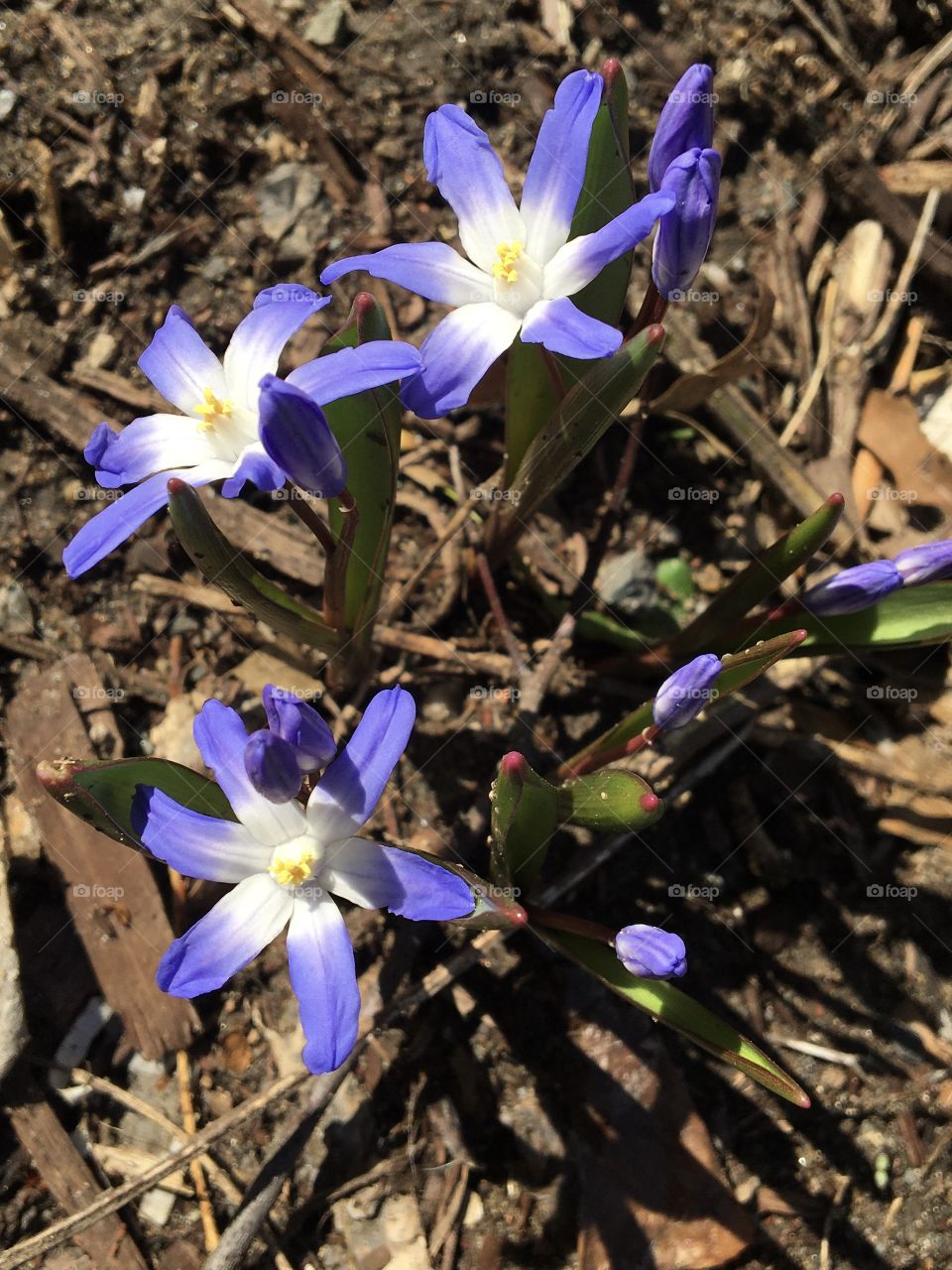 Glory of the snow purple and white spring flowers, Luciliae Chionodoxa 