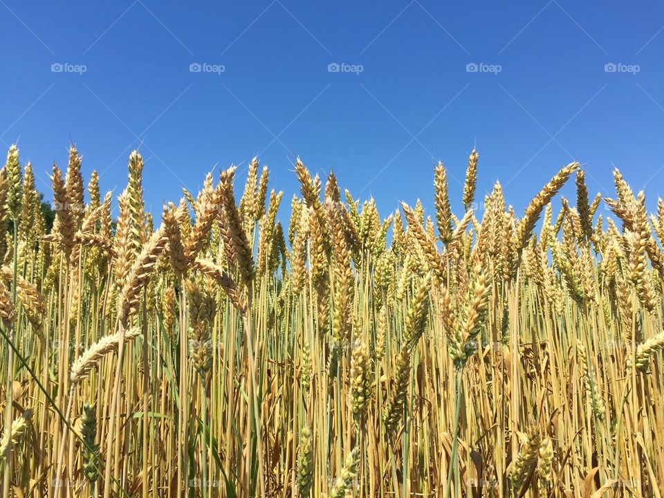 Wheat field