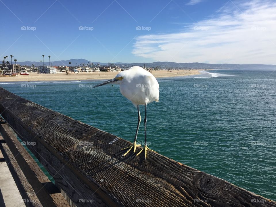 Snowy egret at the pier. California ocean shore. White bird.