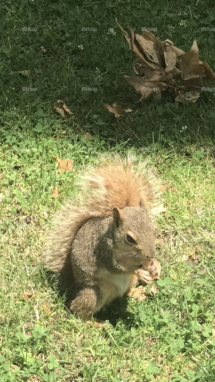 Squirrel 