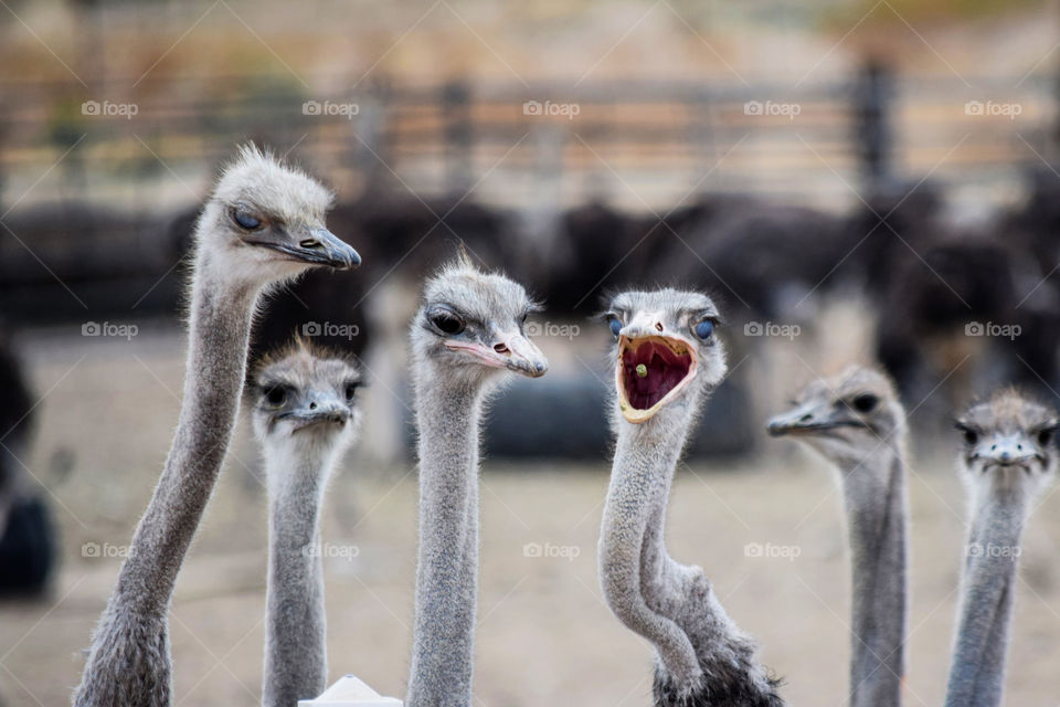 'I got the pellet!'
"I got the pellet!", said by an opened-mouth ostrich.