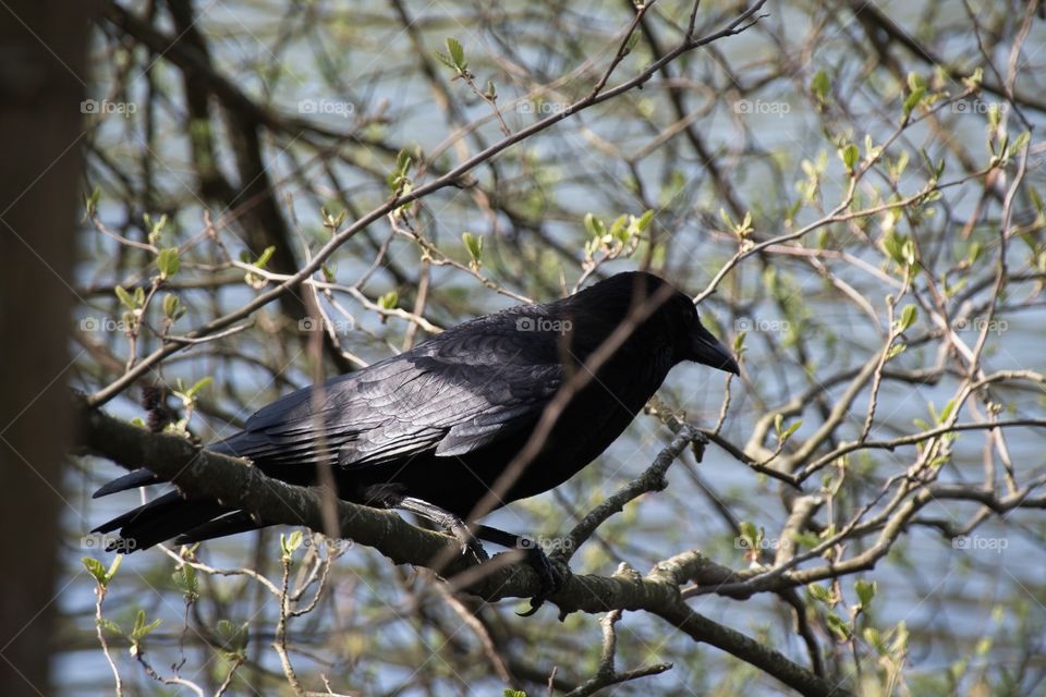 crow on a branch