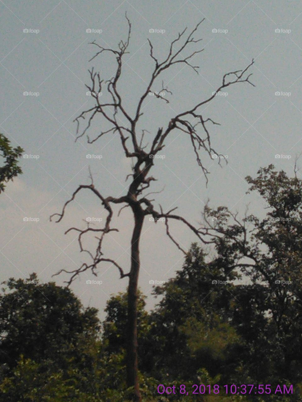 this is a very nice dryer tree looked bran nervous.