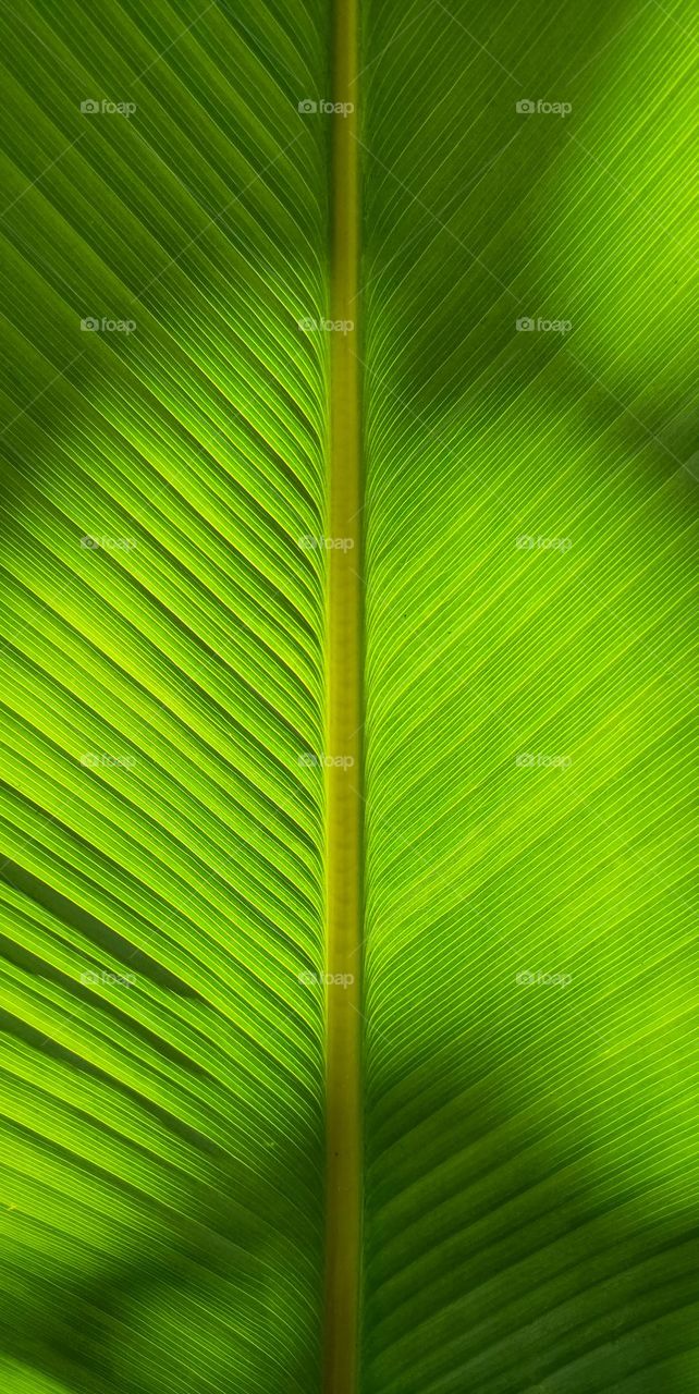 abstract leaf veins of banana palm leaves