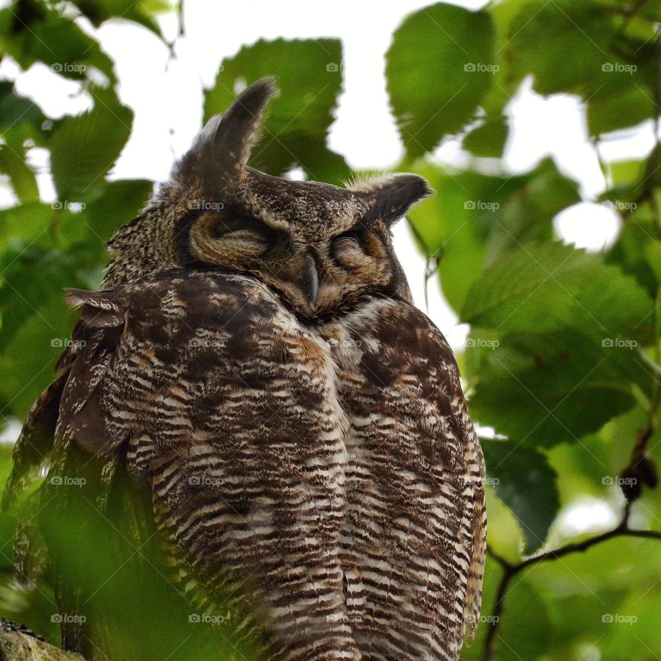 Great Horned Owl sleeping