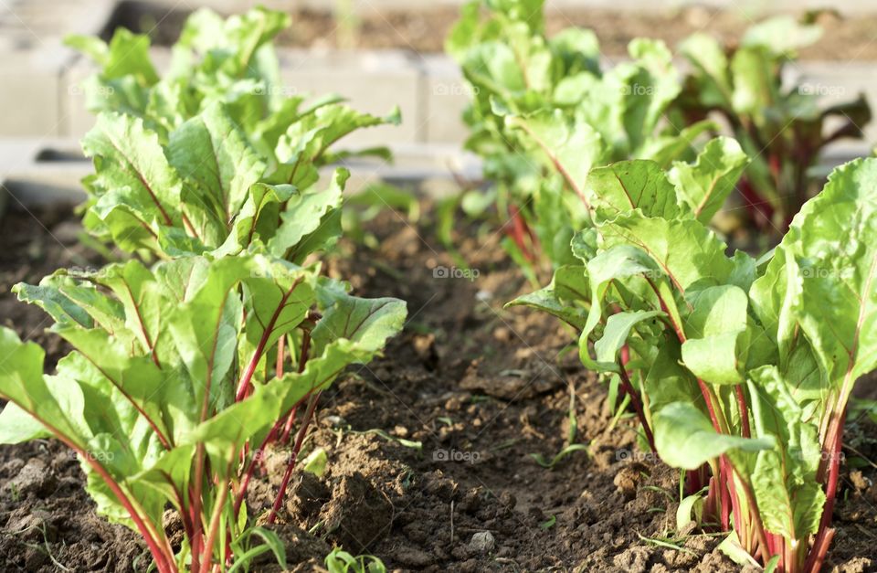 Rows of early Rainbow Chard in a raised bed garden in sunlight