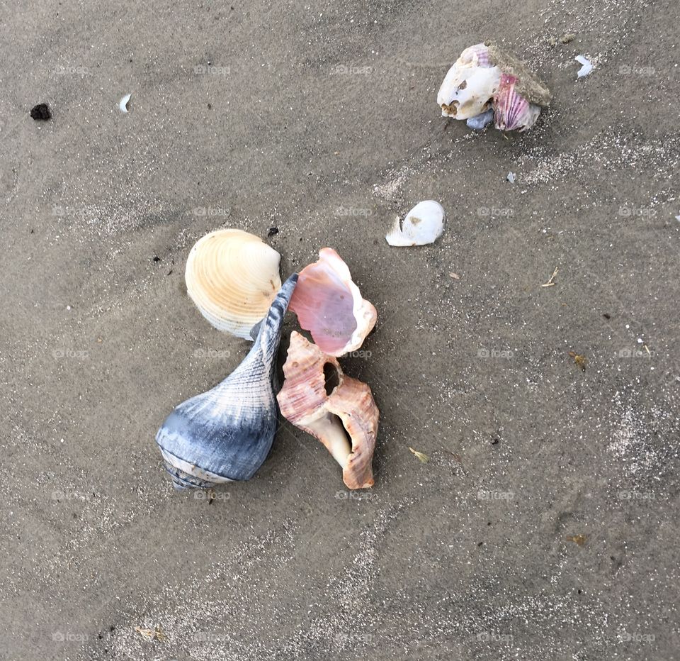 Gulf of Mexico Sea Shells