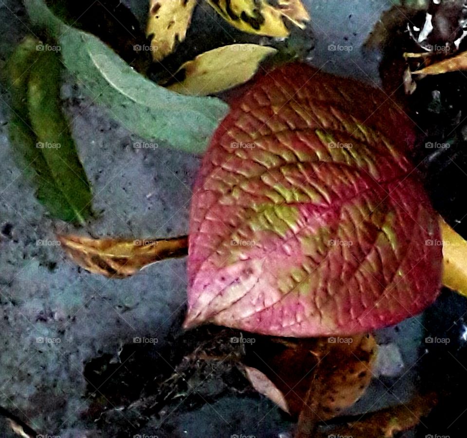 fallen autumn coloured leaves in the evening