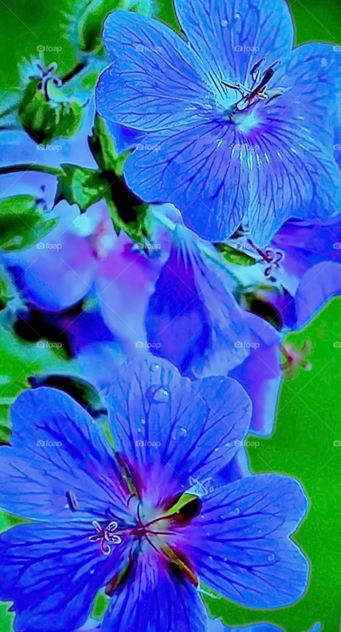 Flowers Flax blue