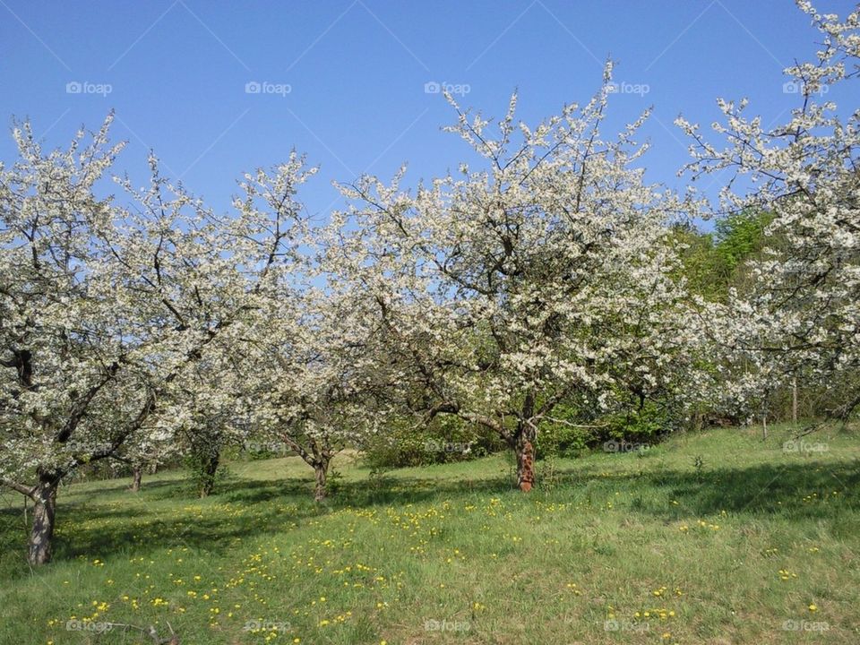 cherry trees