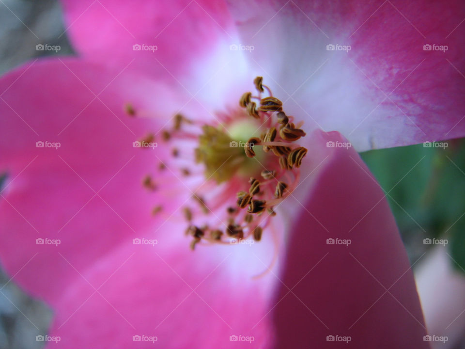 italy pink flower macro by annas46