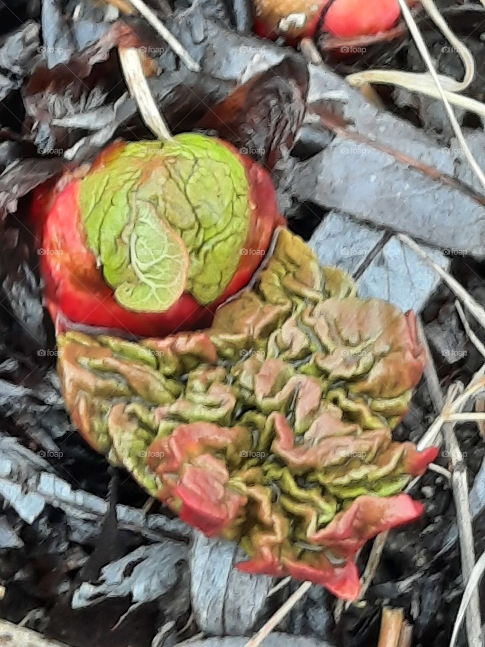 red and green  leaves  of budding  rhubarb