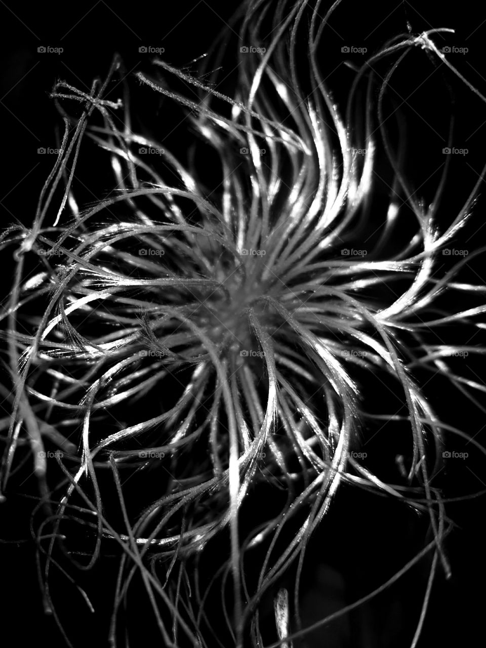 clematis seed pod B&W