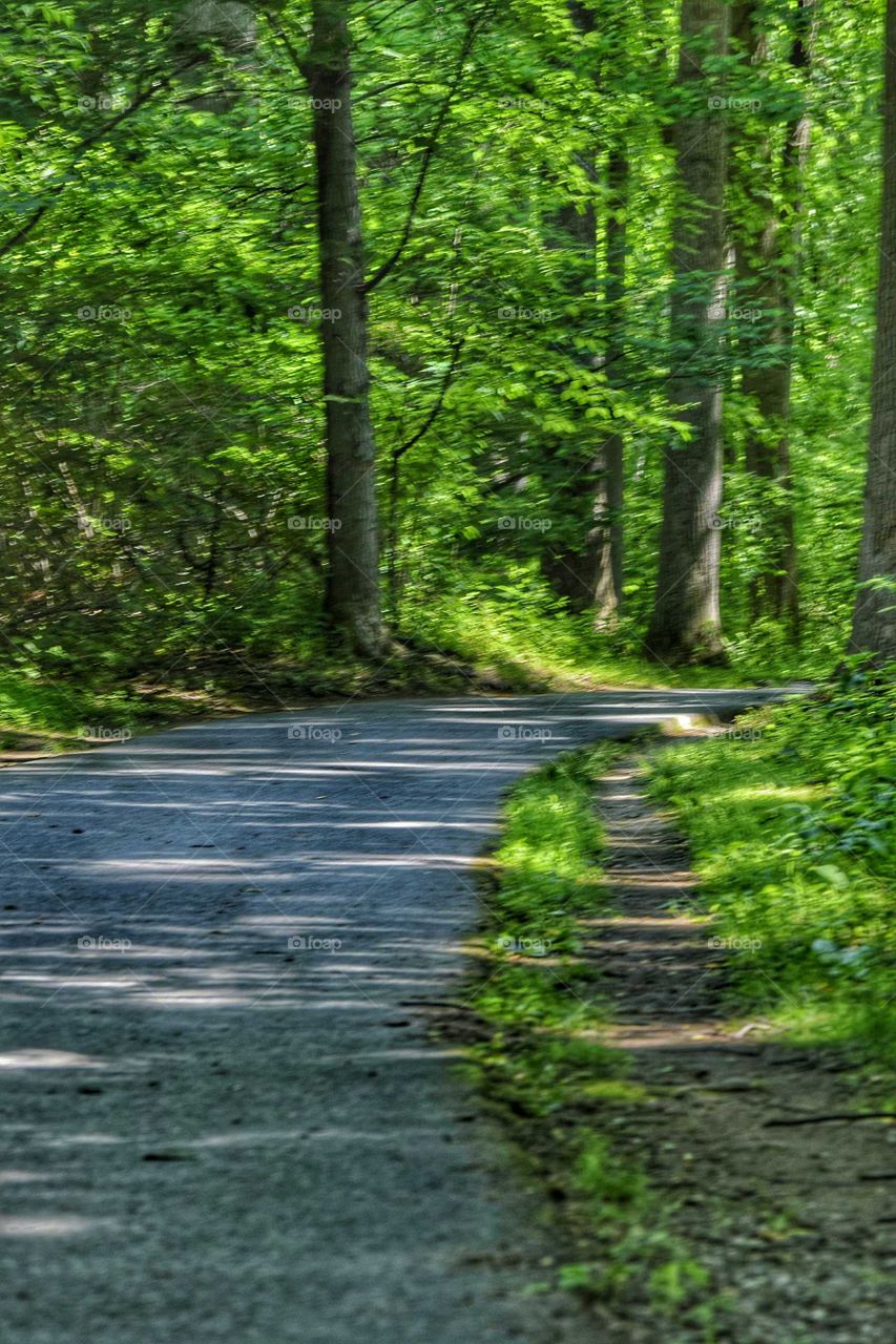 Empty road against trees