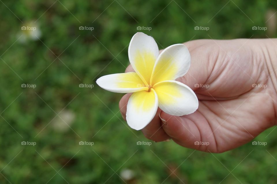 Girl's hand holding a beautiful white-yellow Plumeria flower on a blurred green m background. A moment from a holiday in Mexico.