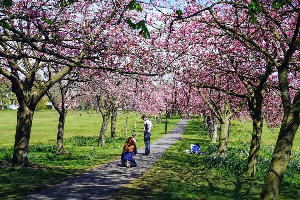 Cherry Trees in Harrogate … Spring has arrived !