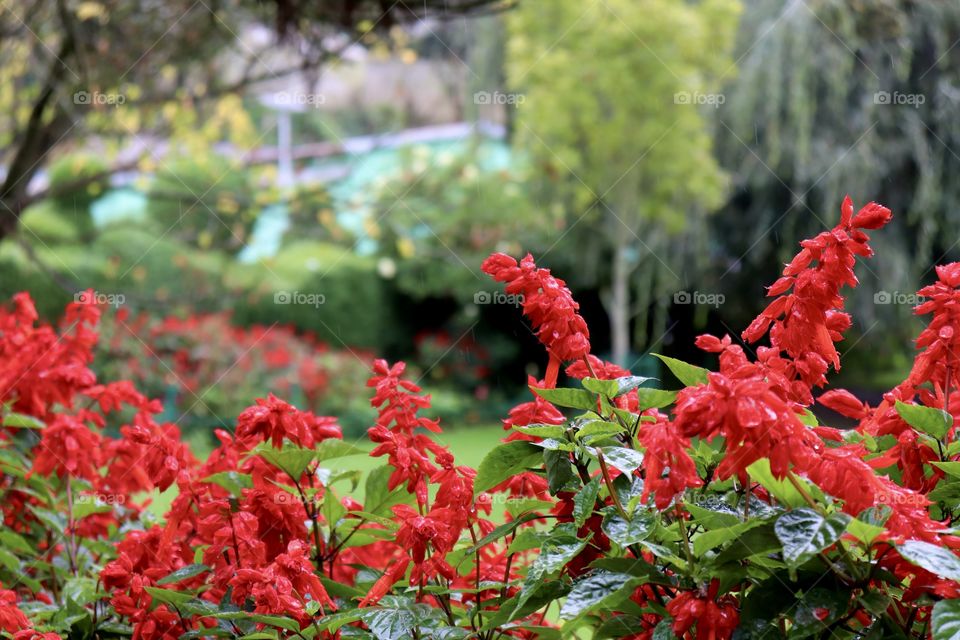 Bunch of red color flowers and green plants background