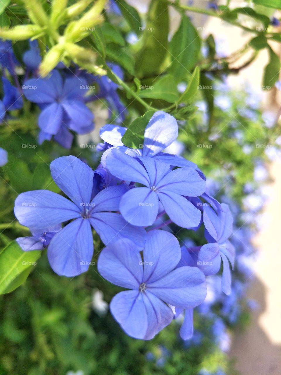 Nature, Flora, Flower, Leaf, No Person