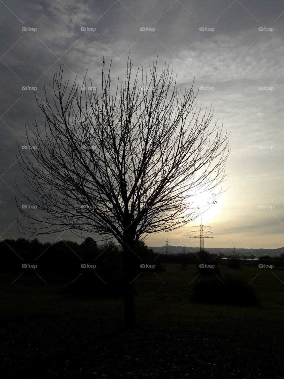 Herbst Baum ohne Blätter