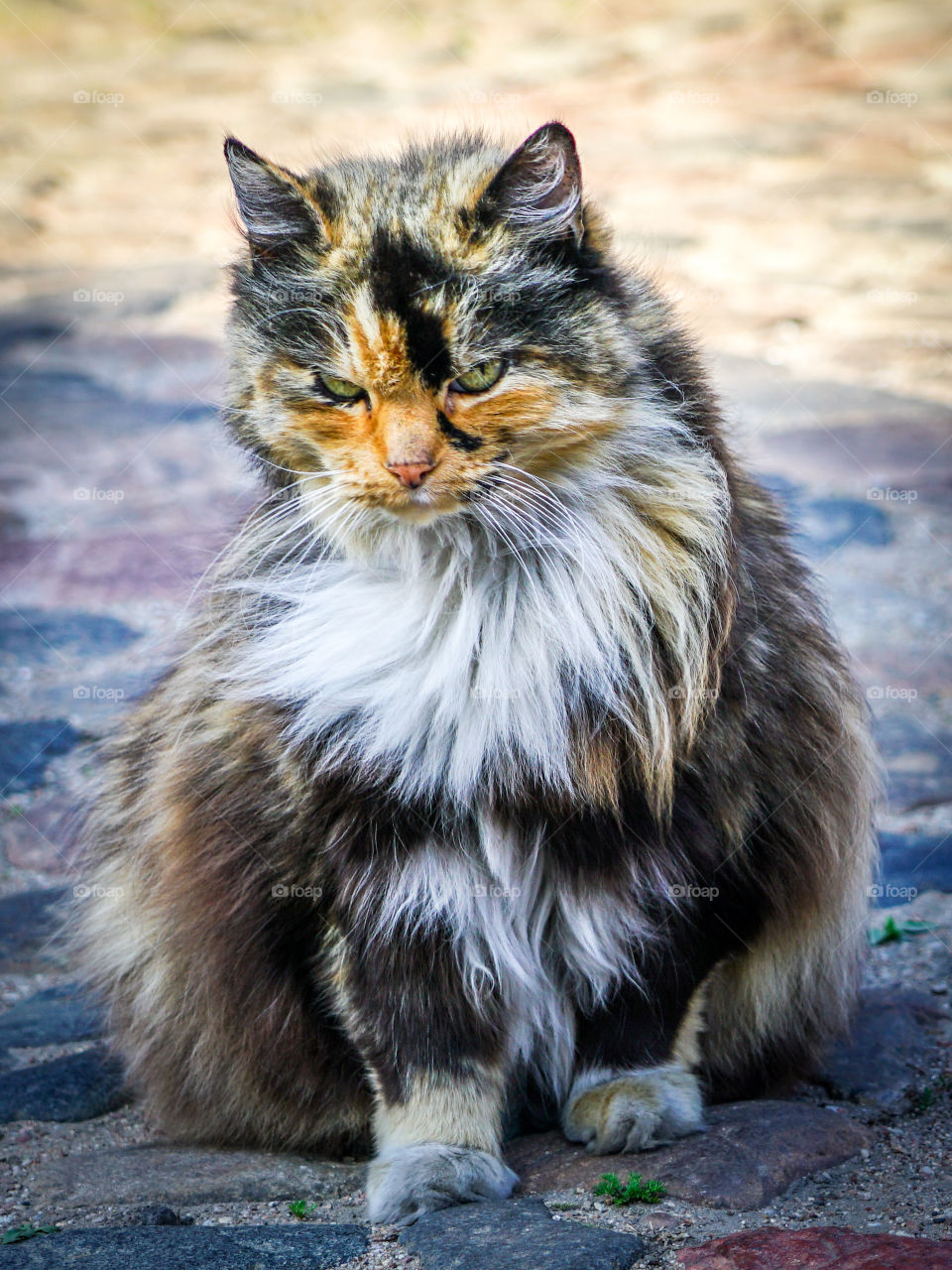 beautiful colorful homeless cat on the paved city street