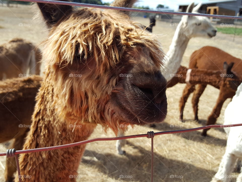 Close-up of alpaca