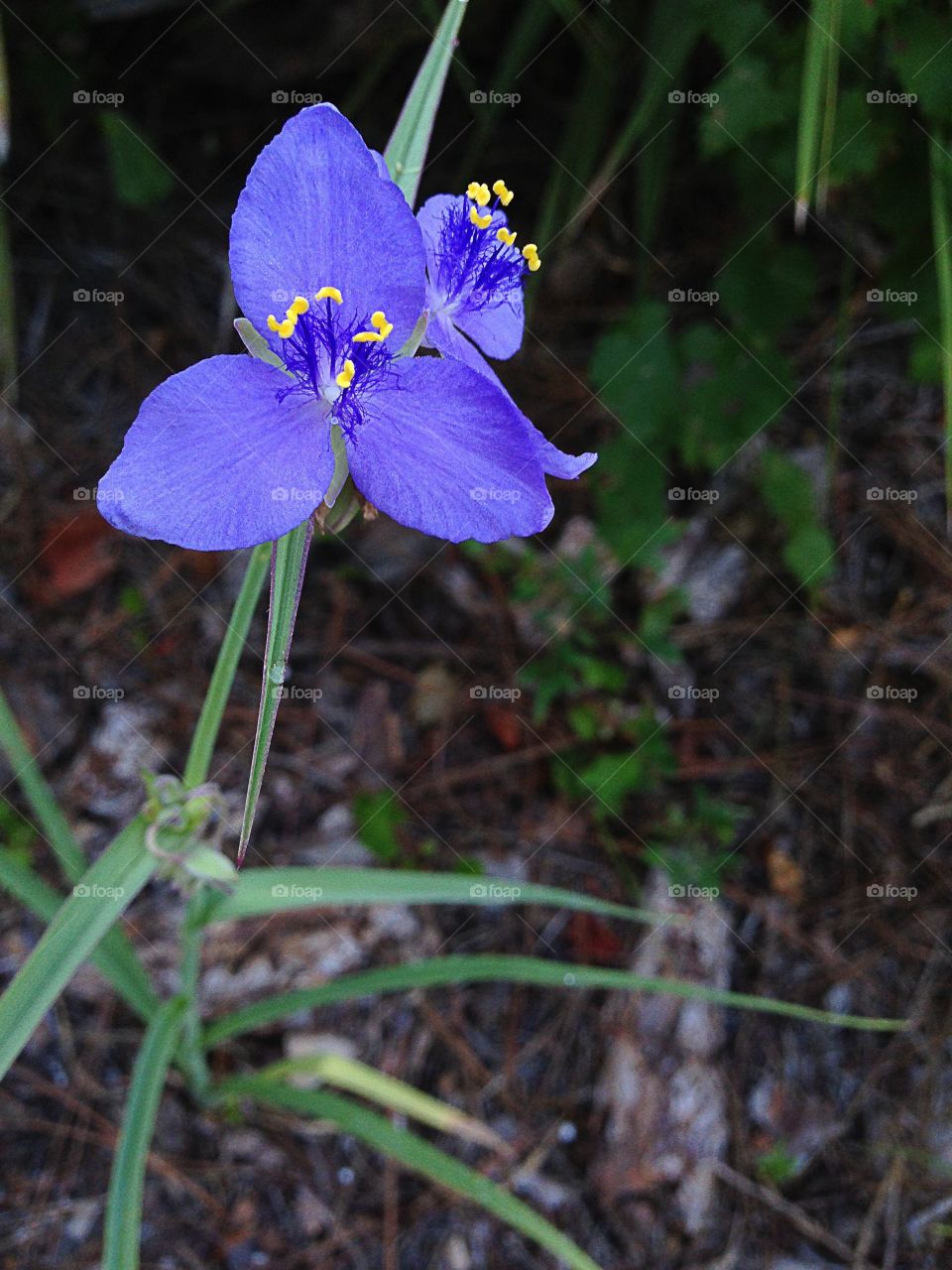 close-up of purple flower