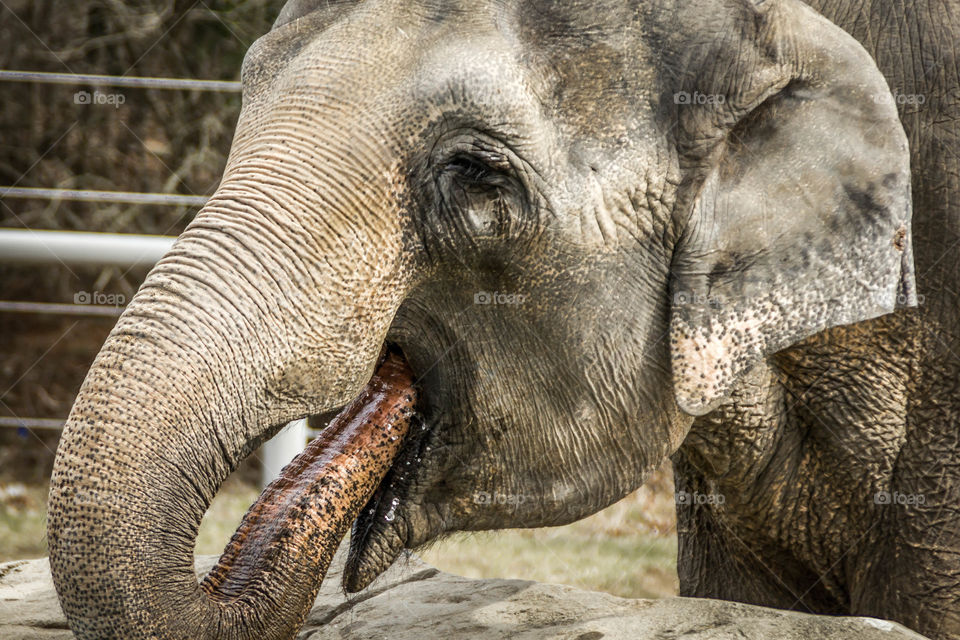 Close-up of a elephant
