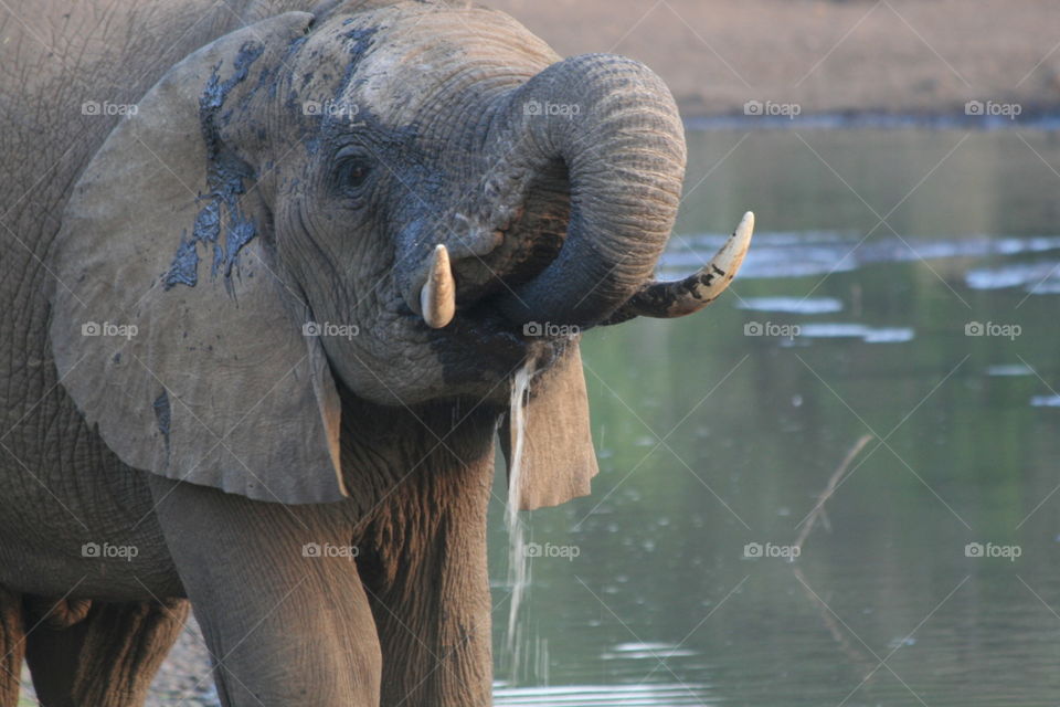 Elephant drinking