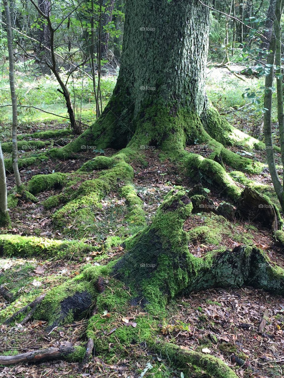 Moss on tree root
