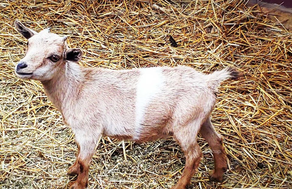 happy baby goat