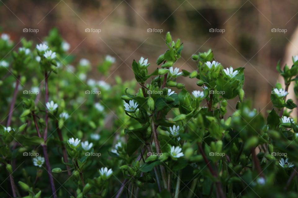 withe flowers